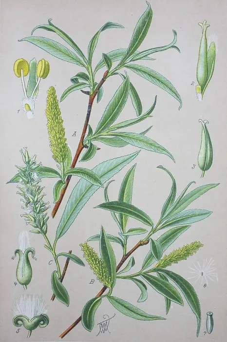 Framed Print : Crack willow (Salix fragilis), historical illustration from 1885 Framed Print : Crack willow (Salix fragilis), historical illustration from 1885