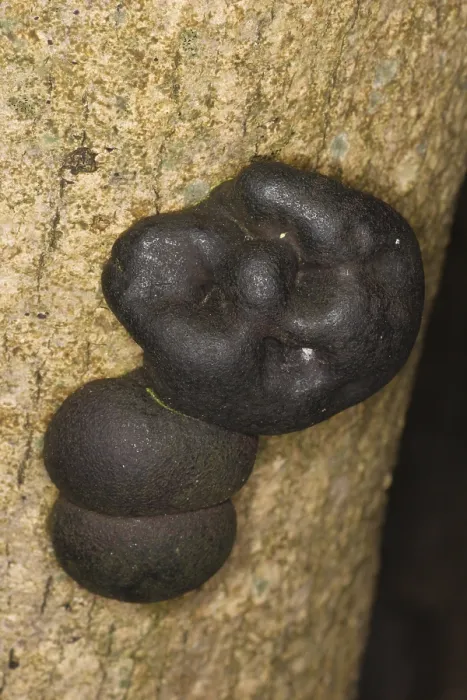 Framed Print : Cramp balls (Daldinia concentrica) fruiting body