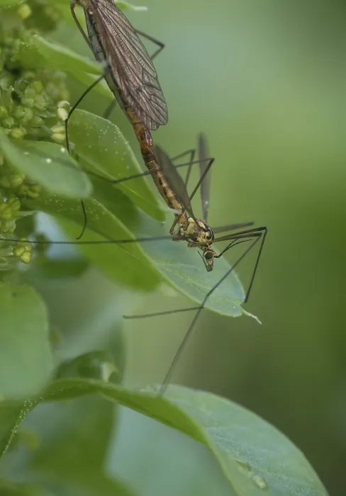 Framed Print : Crane fly (Tipulidae), mating on leaves Framed Print : Crane fly (Tipulidae), mating on leaves