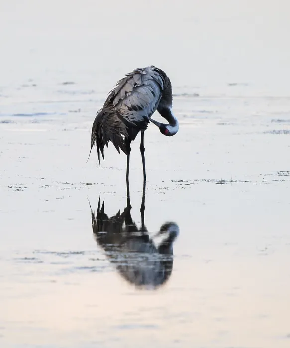 Framed Print : Crane (Grus grus) caring for plumage in the shallow water zone of a lake