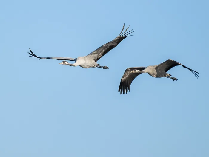 Framed Print : Crane (Grus grus), two cranes in flight