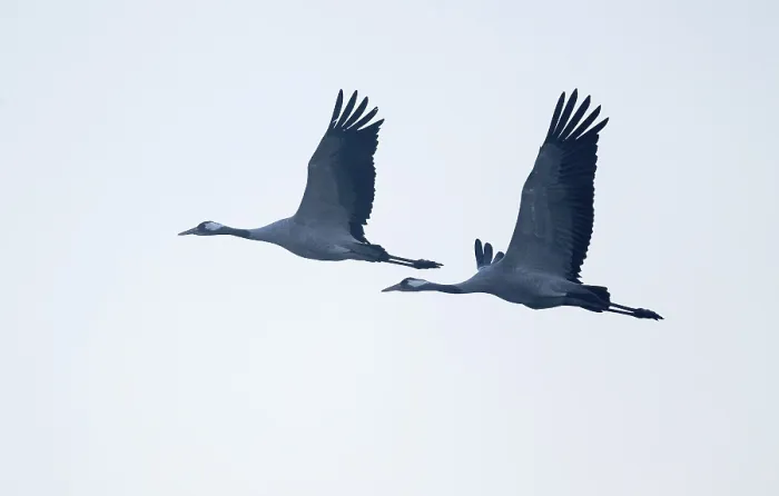 Framed Print : Crane (Grus grus) two cranes flying against a bright sky