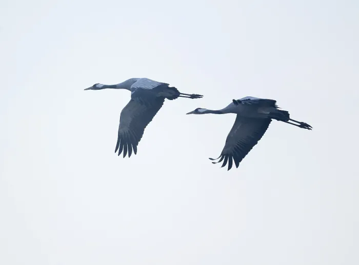 Framed Print : Crane (Grus grus) two cranes flying against a bright sky