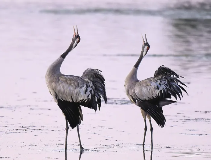 Framed Print : Crane (Grus grus), two cranes standing in the shallow water zone of a lake in warm morning light and calling Framed Print : Crane (Grus grus), two cranes standing in the shallow water zone of a lake in warm morning light and calling