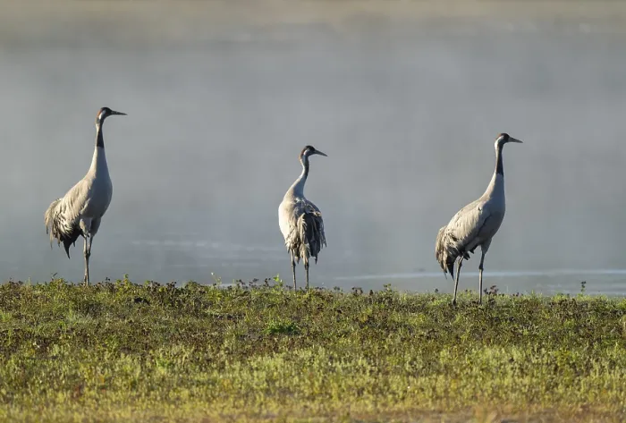 Framed Print : Crane (Grus grus), three cranes standing on a wet meadow in a wetland in front of a body of water