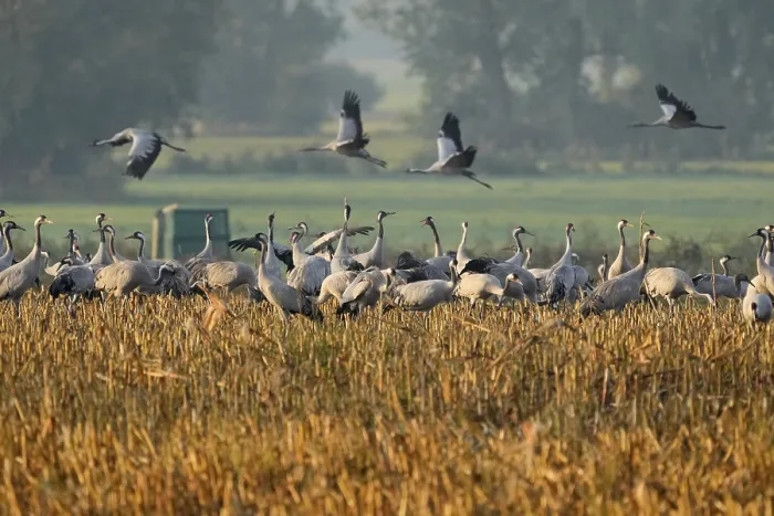 Framed Print : Crane (Grus grus) in a field, wildlife