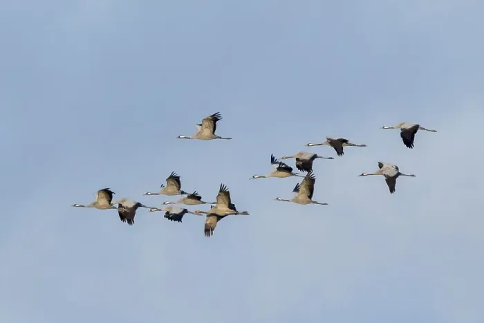 Framed Print : Crane (Grus grus) in flight at sunset