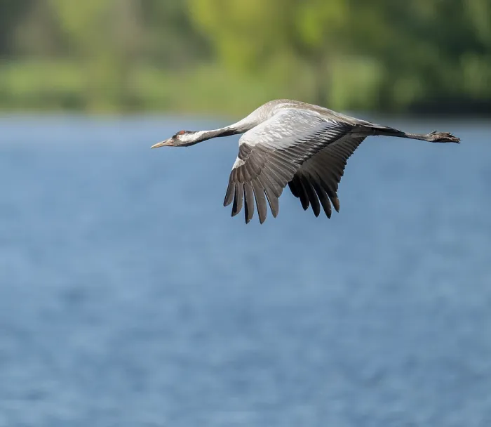 Framed Print : Crane (Grus grus) flying over a lake Framed Print : Crane (Grus grus) flying over a lake