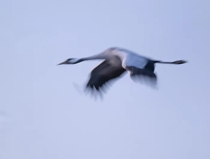 Framed Print : Crane (Grus grus) flying in morning light