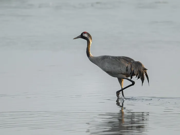 Framed Print : Crane (Grus grus) standing in the shallow water zone of a lake