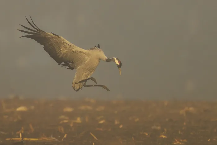 Framed Print : A crane hovers above the ground in a foggy autumn scene