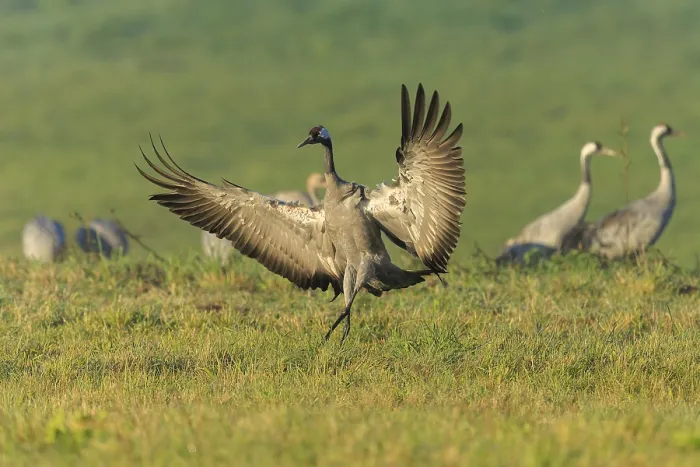 Framed Print : Crane landing gracefully with outstretched wings