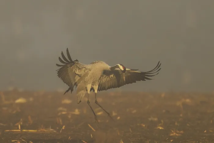 Framed Print : A crane landing with spread wings in a foggy landscape Framed Print : A crane landing with spread wings in a foggy landscape