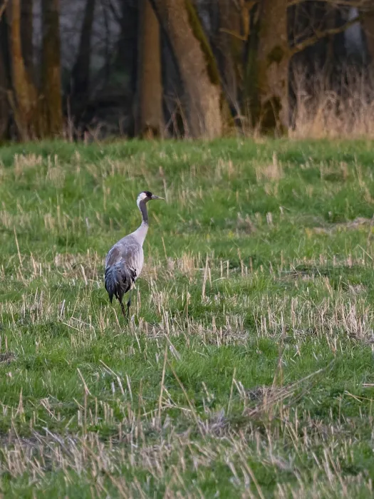 Framed Print : A crane looking for food, Mecklenburg-Western Pomerania