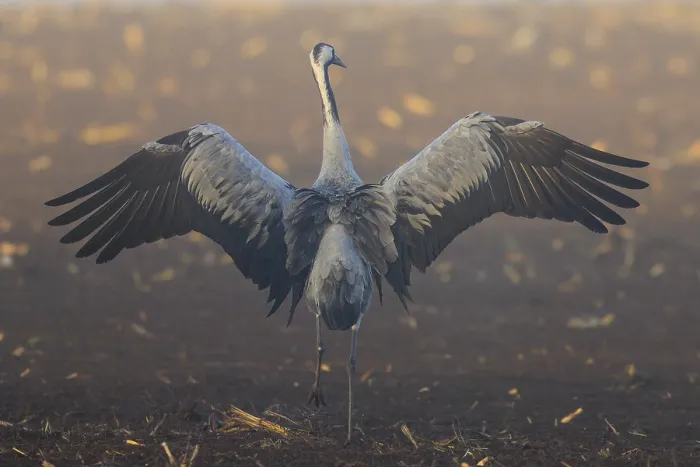 Framed Print : A crane spreads its wings wide on a brown field