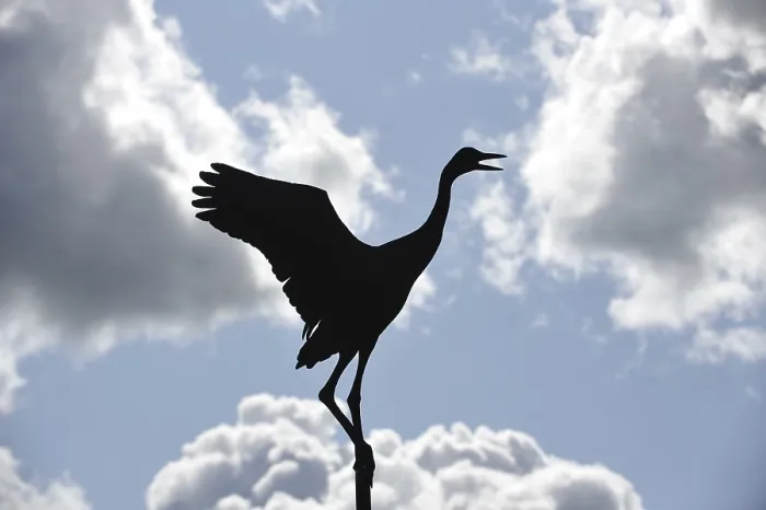 Framed Print : Crane as a weather vane, nature reserve Skara Framed Print : Crane as a weather vane, nature reserve Skara