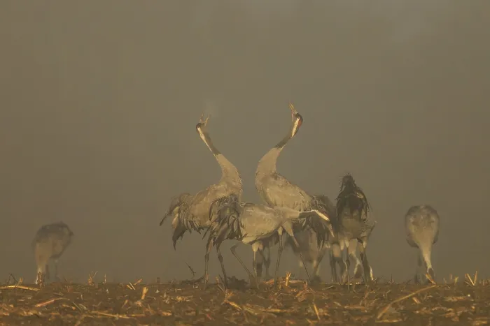 Framed Print : Two cranes dance with raised wings in a foggy atmosphere Framed Print : Two cranes dance with raised wings in a foggy atmosphere