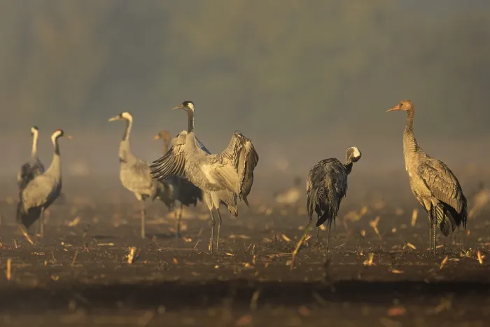 Framed Print : Cranes in a field, one spreading its wings