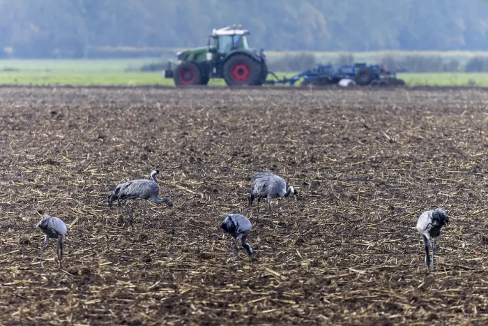 Framed Print : Cranes in a field with a tractor working in the background