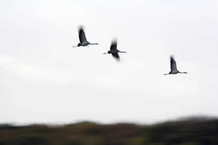 Framed Print : Cranes in flight