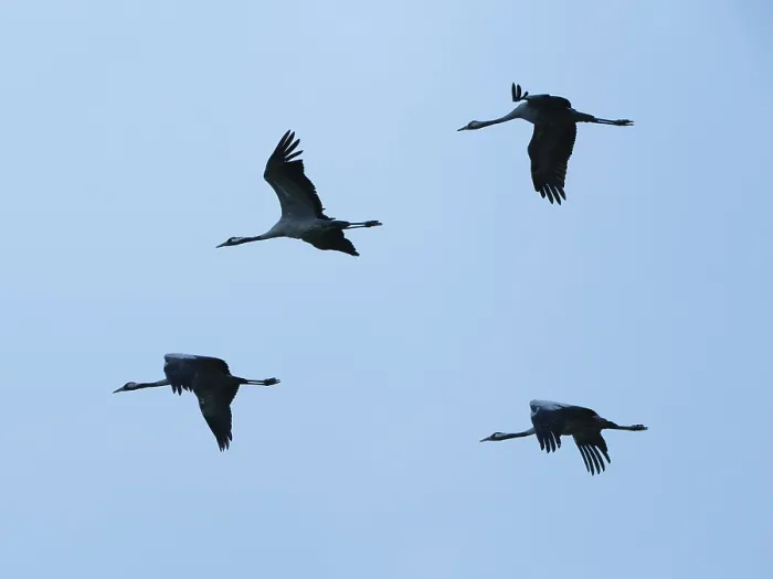 Framed Print : Cranes in flight, in the blue hour
