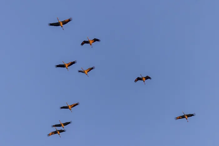 Framed Print : Several cranes in flight against a blue sky