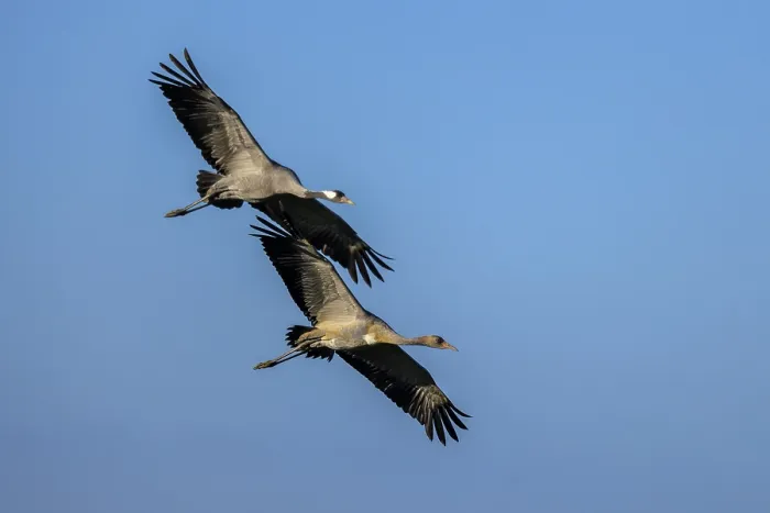 Framed Print : Two cranes in flight with spread wings in the blue sky