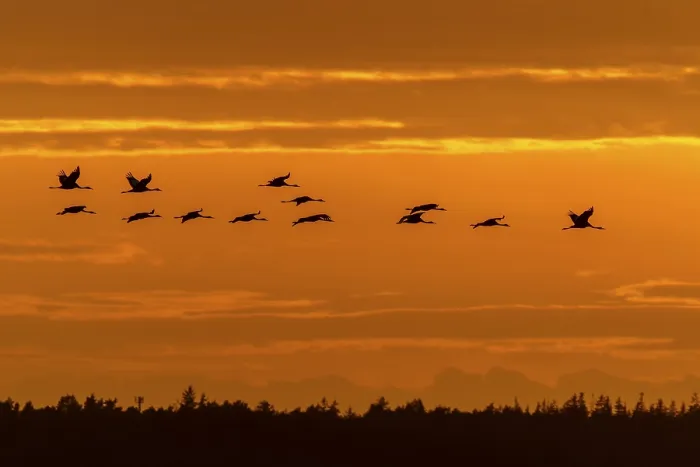 Framed Print : Cranes fly over the horizon in an orange sky