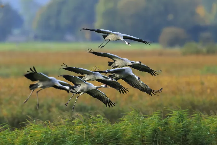 Framed Print : Cranes fly low over a meadow against a background of reeds Framed Print : Cranes fly low over a meadow against a background of reeds