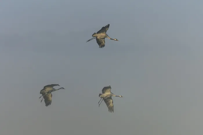 Framed Print : Three cranes flying calmly through the pale morning air