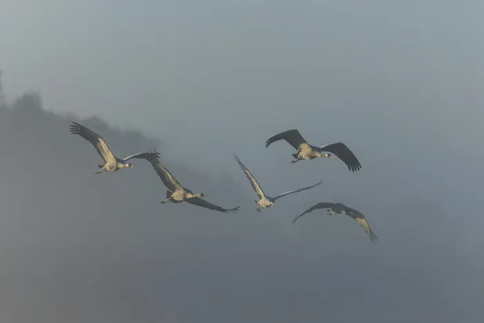 Framed Print : Cranes flying together in an elegant formation in the fog