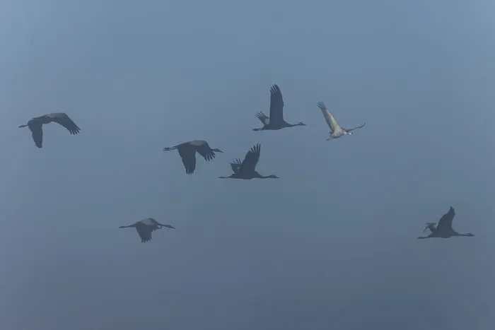 Framed Print : Cranes flying in the fog, diffuse light
