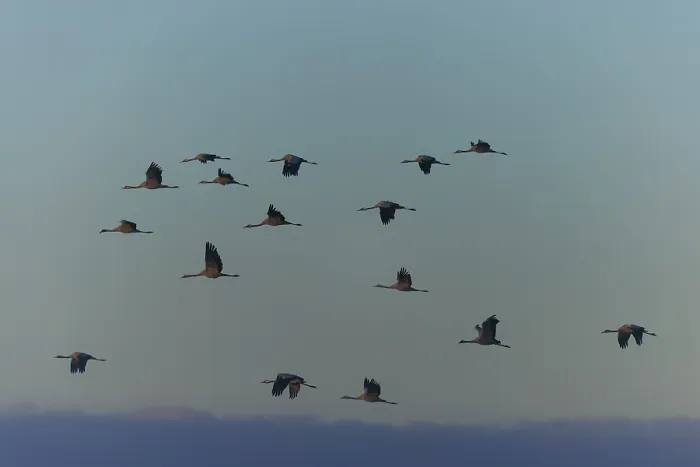 Framed Print : Cranes flying in formation in the evening sky