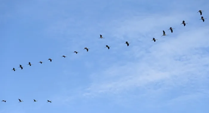 Framed Print : Cranes flying in formation (Grus grus)