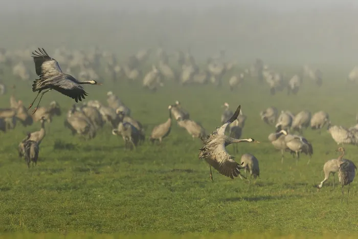 Framed Print : Two cranes flying over a large group in a foggy meadow Framed Print : Two cranes flying over a large group in a foggy meadow