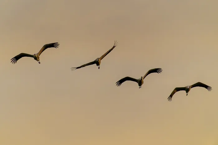 Framed Print : Four cranes flying against the orange evening sky
