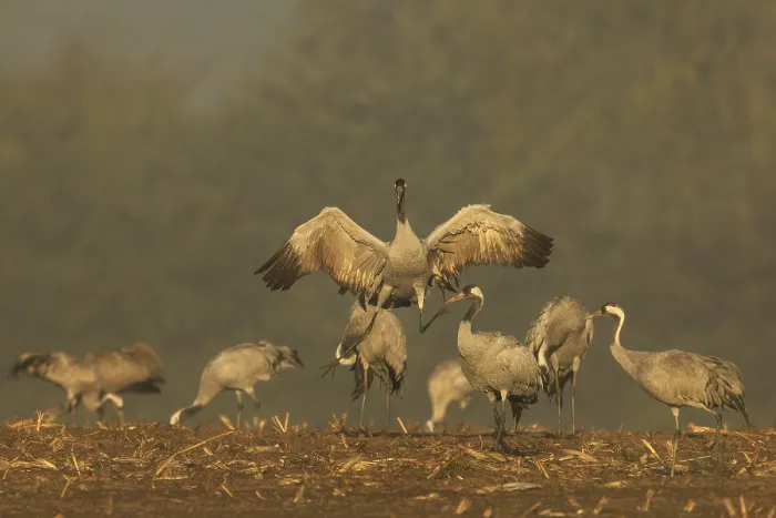 Framed Print : Cranes in the golden morning light