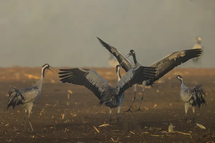 Framed Print : Cranes in a group flap their wings in a field Framed Print : Cranes in a group flap their wings in a field