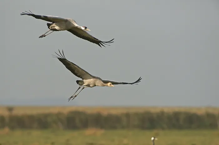 Framed Print : Cranes (Grus grus) Framed Print : Cranes (Grus grus)