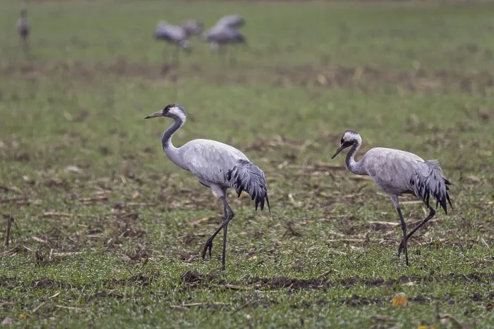 Framed Print : Two cranes (Grus grus) in a field