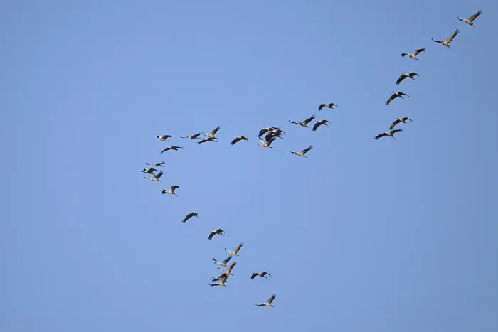 Framed Print : Cranes (Grus grus) in flight, North Rhine-Westphalia