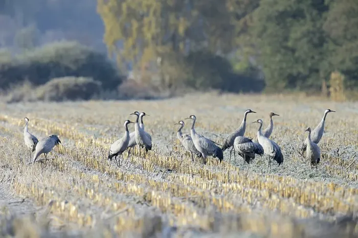 Framed Print : Cranes (Grus grus) foraging in a corn field in the morning Framed Print : Cranes (Grus grus) foraging in a corn field in the morning