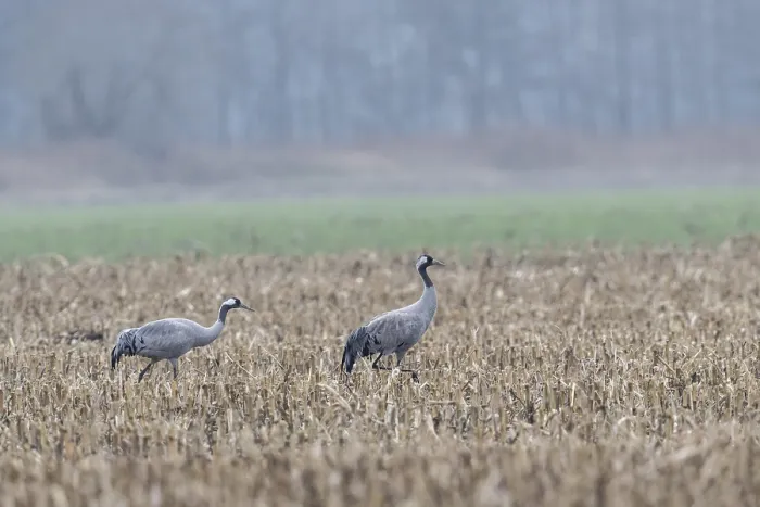 Framed Print : Cranes (Grus grus), Lower Saxony, Germany Framed Print : Cranes (Grus grus), Lower Saxony, Germany