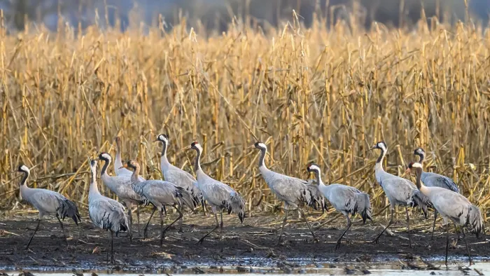 Framed Print : Cranes (Grus grus) migrating along the edge of a field in autumn Framed Print : Cranes (Grus grus) migrating along the edge of a field in autumn