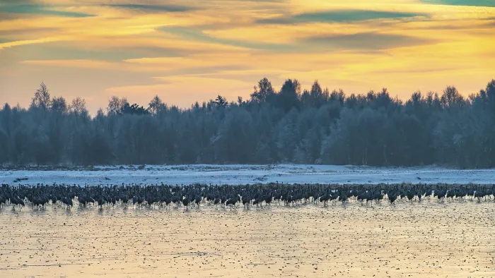 Framed Print : Cranes (Grus grus) roosting on the ice in the moor