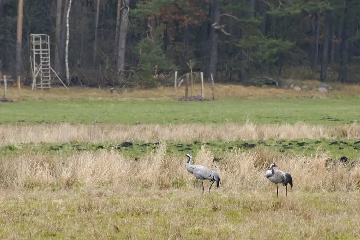 Framed Print : Two cranes (Grus grus) in Teufelsbruch