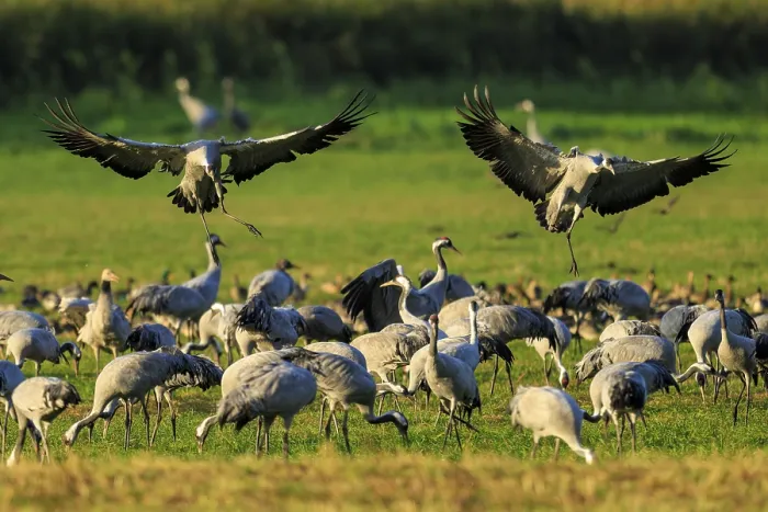 Framed Print : Two cranes land on a busy meadow full of other cranes