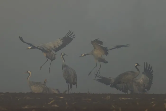 Framed Print : Cranes landing and flying in fog in an open field