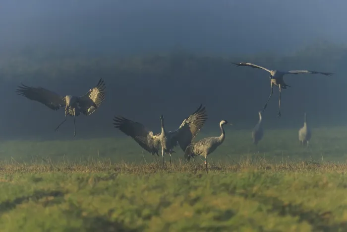 Framed Print : Cranes landing on a foggy meadow