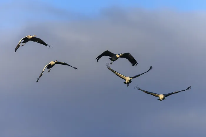 Framed Print : Five cranes in majestic flight under a cloudy sky